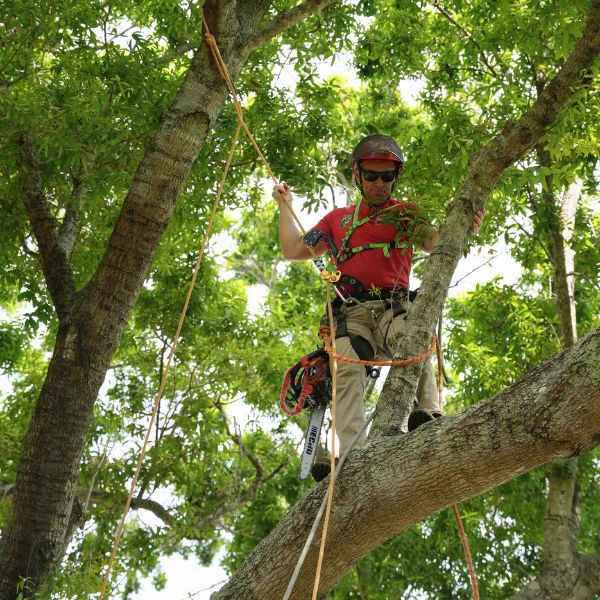 Website-FAQ-section-arborist-harnessed-tree A King Tree Management crew member, securely harnessed to a tree, carefully prunes branches while ensuring safety and precision.