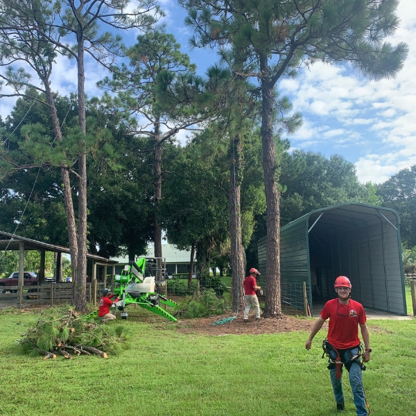 Website-Preservation-section-ground-crew-cleanup King Tree Management crew working with a spider lift to properly prune tall pine trees in a backyard in Indian River County.