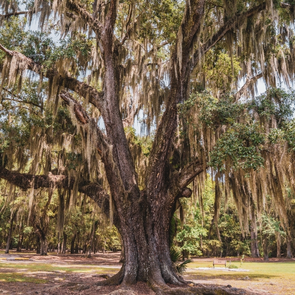 Website-Preservation-section-live-oak-spanish-moss Majestic live oak tree draped in Spanish moss, standing in a serene park in Vero Beach, FL.