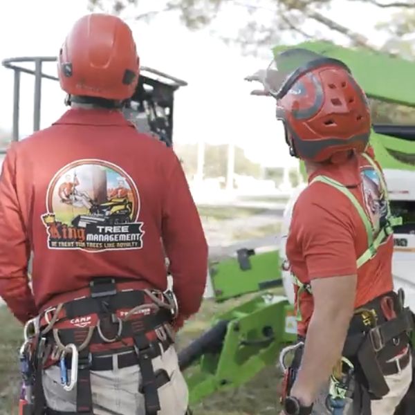 Website-Service-section-ground-crew-spiderlift Two crew members stand together, discussing and assessing a tree to determine the best plan of action for safe and effective service.