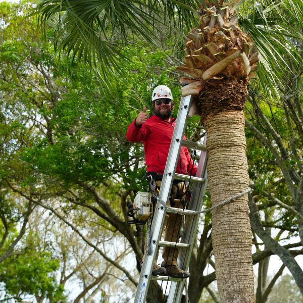 Website-Trimming-section-guy-ladder-palm-tree King Tree Management crew member gives the thumbs up from the top of a ladder after safely pruning fronds from a large palm tree in Vero Beach, Florida.