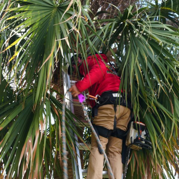 Website-Trimming-section-guy-palm-tree-pruning A worker on an orchard ladder carefully prunes a large palm tree in Indian River County, ensuring proper tree care and maintenance.