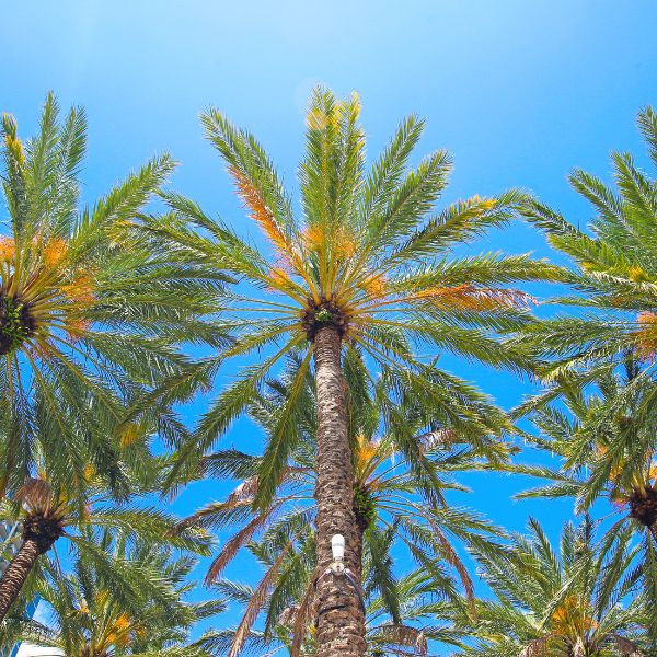 Website-Trimming-section-palm-trees-bluesky Upward view of tall palm trees, with long slender trunks and lush green fronds stretching toward a bright blue sky.