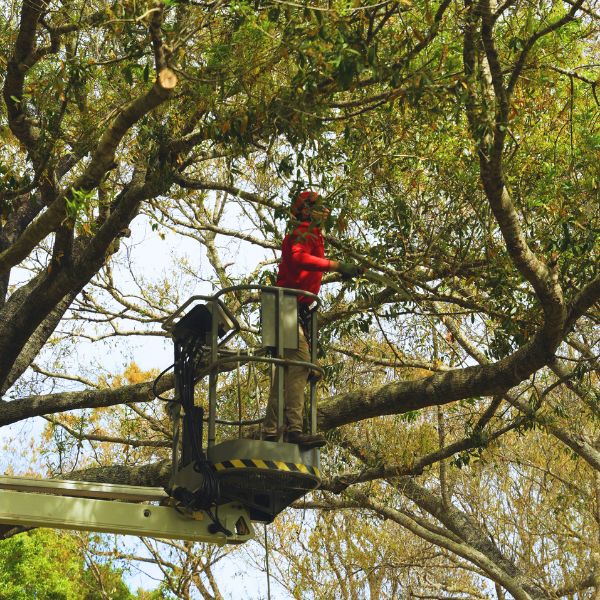 Website-about-section-arborist-lift-trimming A crew member in a spider lift uses a hand saw to carefully trim branches from a tree.