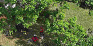 backyard tree placement