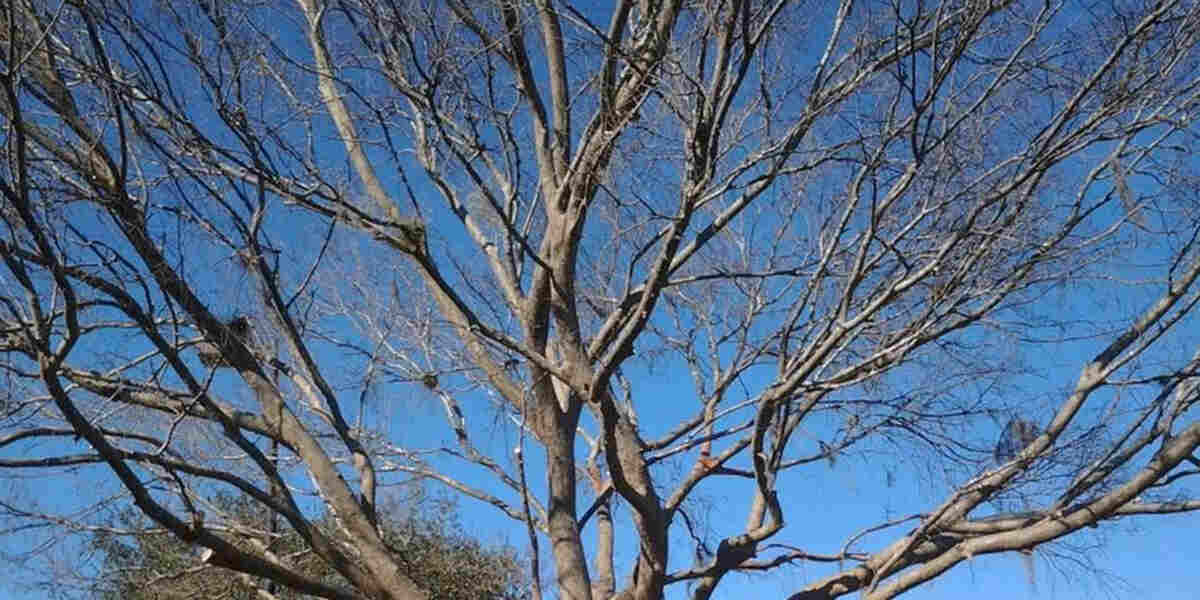 can a dead tree be revived