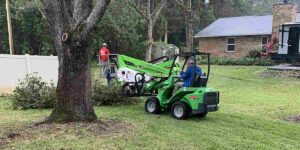 cutting tree roots