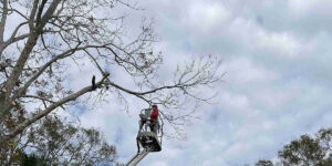 dead tree removal