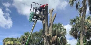 does topping a tree kill it