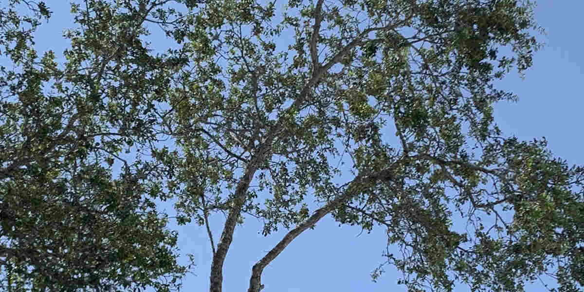 fertilizing young trees