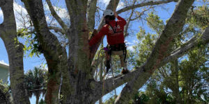 hazardous tree removal