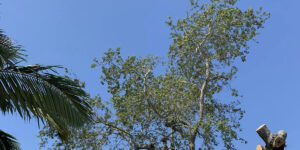 how do trees know when to change color