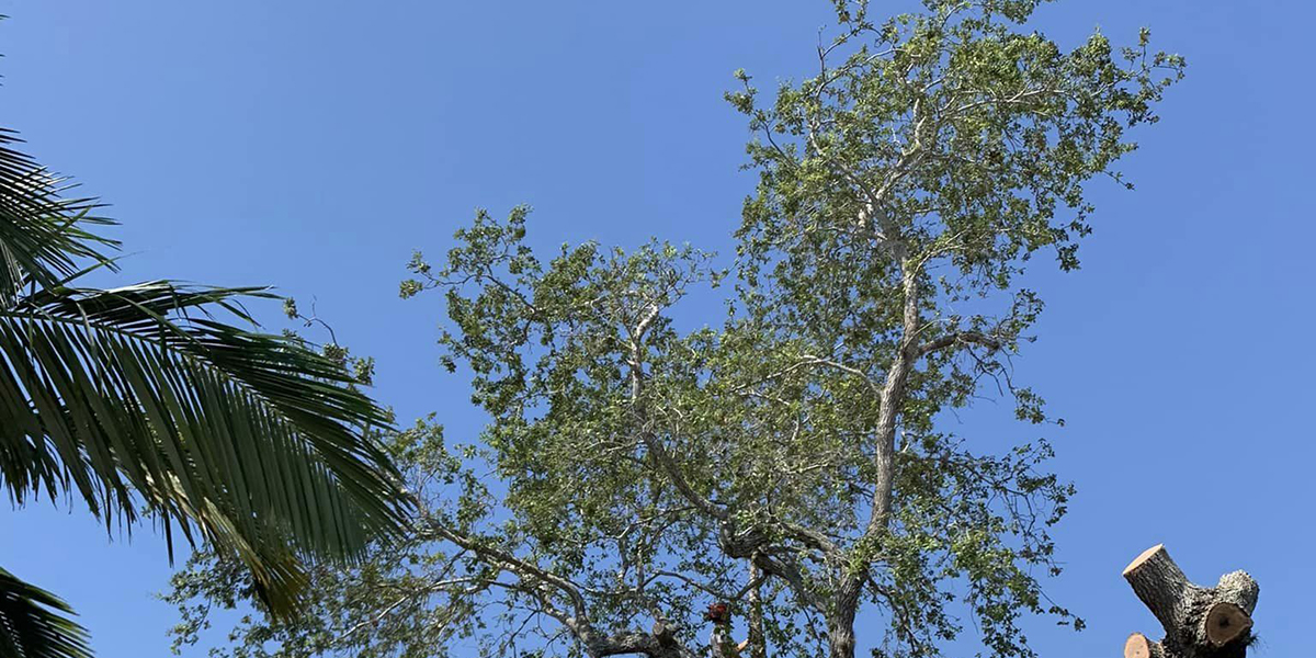 how do trees know when to change color