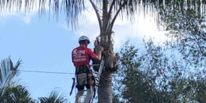 how long does it take to cut down a tree
