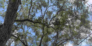 how much water does a tree need