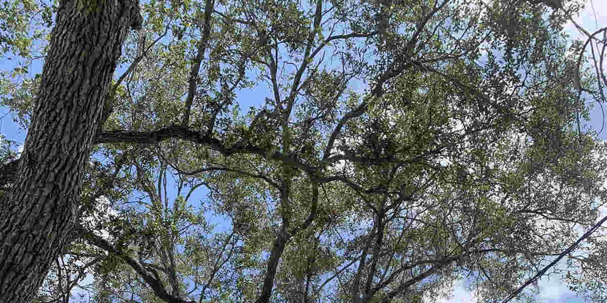 how much water does a tree need
