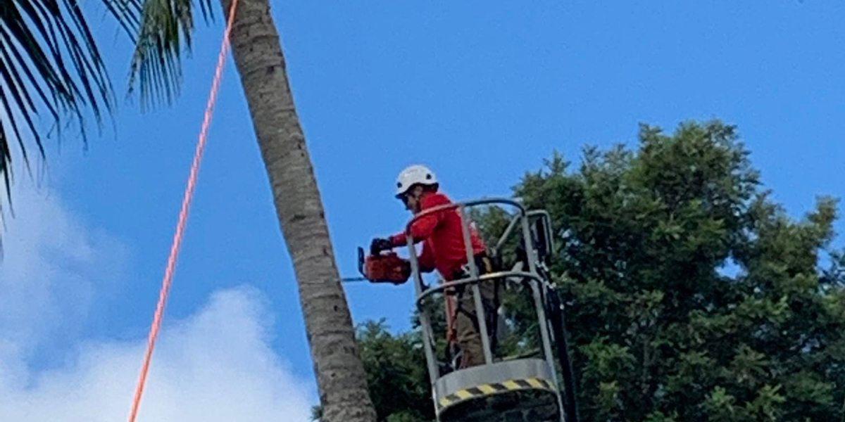 how to stop a tree from growing
