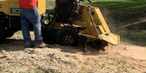 how to stop tree roots from growing back