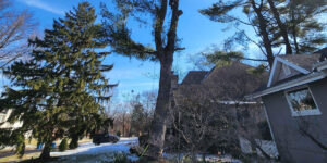 pine tree dying from the bottom up