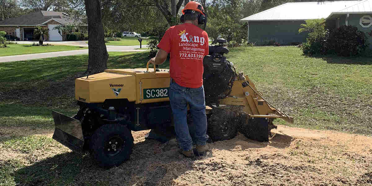 removing tree stumps