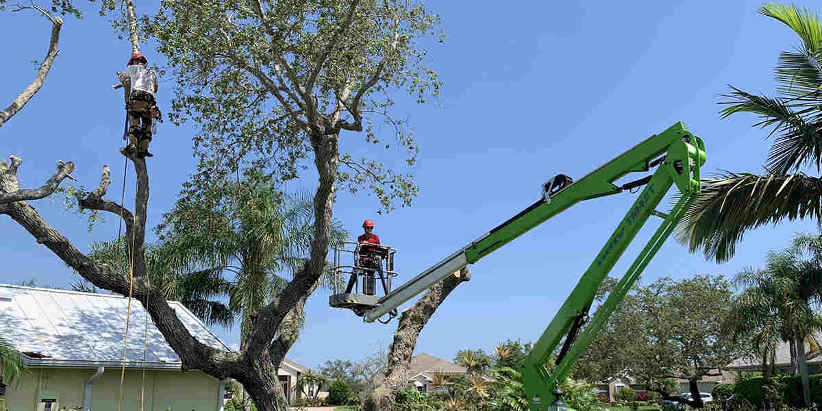 should i cut down a tree close to house