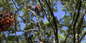 tree health assessment