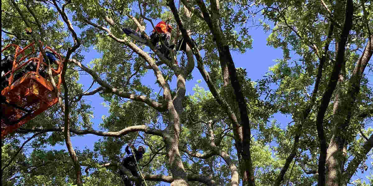 tree rotting at the base