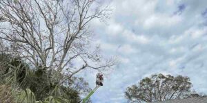 what causes a tree to die